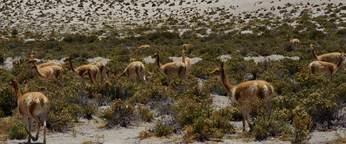 camelidos